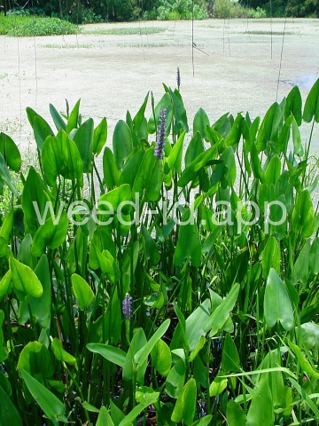 pickerelweed